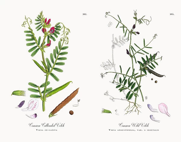 Common Cultivated Vetch, Vicia eu-sativa, Victorian Botanical Illustration, 1863
