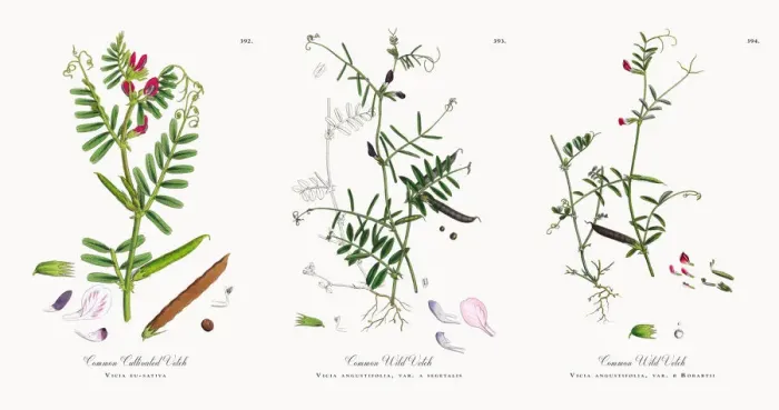 Framed Print : Common Cultivated Vetch, Vicia eu-sativa, Victorian Botanical Illustration, 1863 Framed Print : Common Cultivated Vetch, Vicia eu-sativa, Victorian Botanical Illustration, 1863