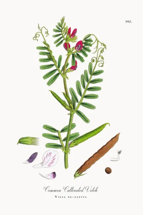 Framed Print : Common Cultivated Vetch, Vicia eu-sativa, Victorian Botanical Illustration, 1863 Framed Print : Common Cultivated Vetch, Vicia eu-sativa, Victorian Botanical Illustration, 1863