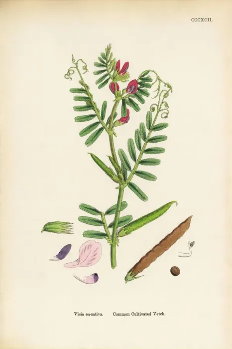 Framed Print : Common Cultivated Vetch, Vicia eu-sativa, Victorian Botanical Illustration, 1863