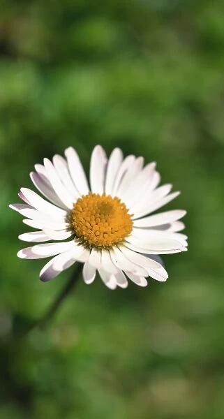 Common Daisy -Bellis perennis-, flower
