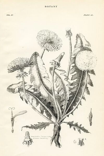 Common dandelion engraving 1877