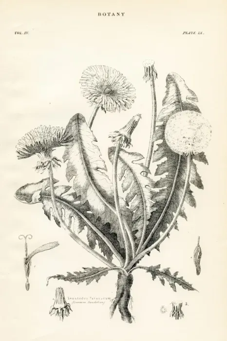 Framed Print : Common dandelion engraving 1877 Framed Print : Common dandelion engraving 1877