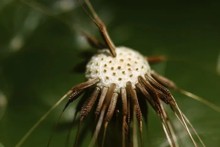 Framed Print : Common Dandelion -Taraxacum officinale-, blowball, head with individual seeds Framed Print : Common Dandelion -Taraxacum officinale-, blowball, head with individual seeds