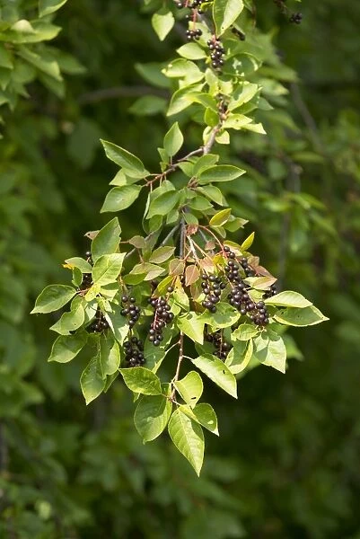 Common Dogwood -Cornus sanguinea-, leaves and fruits, Thuringia, Germany