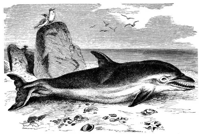 Framed Print : Common Dolphin (Delphinus Delphis) Framed Print : Common Dolphin (Delphinus Delphis)