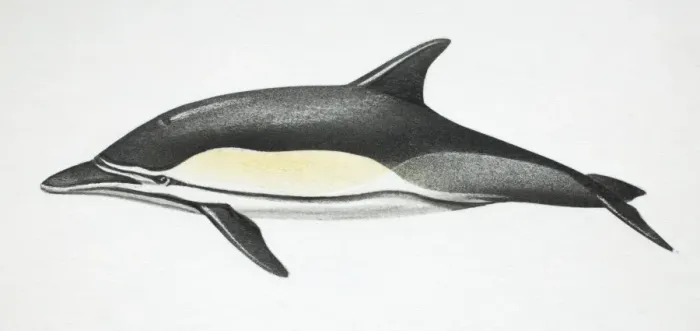 Framed Print : Common Dolphin, Delphinus delphis, side view Framed Print : Common Dolphin, Delphinus delphis, side view