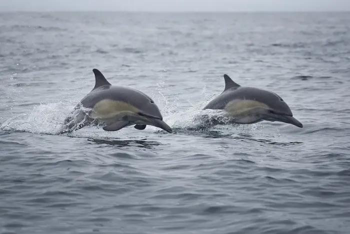 Framed Print : Common Dolphins Framed Print : Common Dolphins