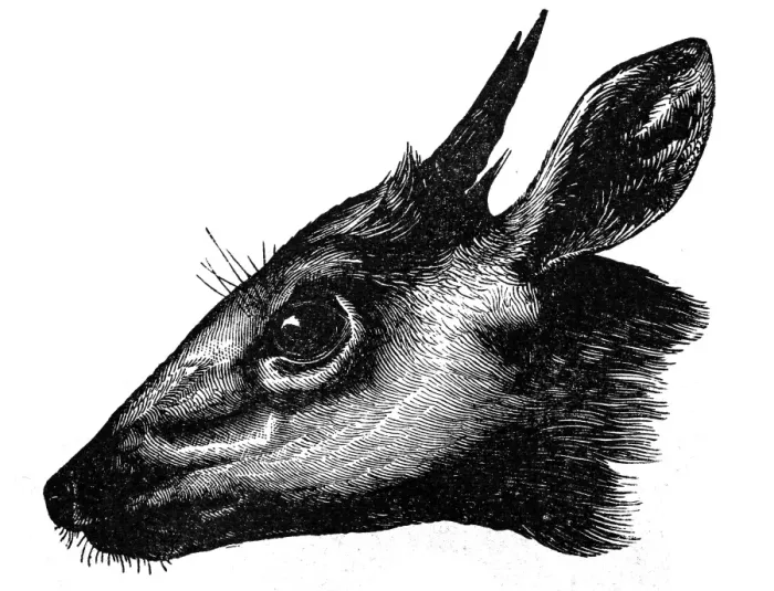 Framed Print : Common duiker (Sylvicapra grimmia) Framed Print : Common duiker (Sylvicapra grimmia)