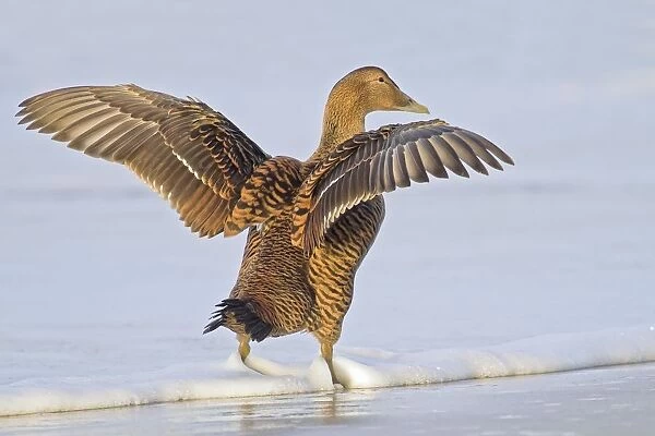 Common Eider (Somateria mollissima), female with wings outstretched, Heligoland, Schleswig-Holstein