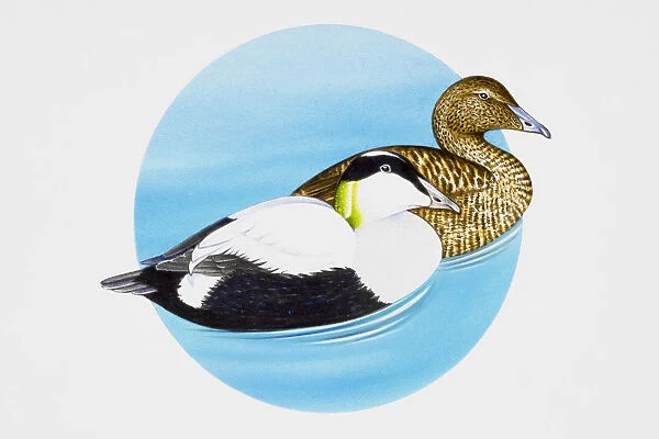 Common Eider (Somateria mollissima) ducks, adult male and female swimming on water
