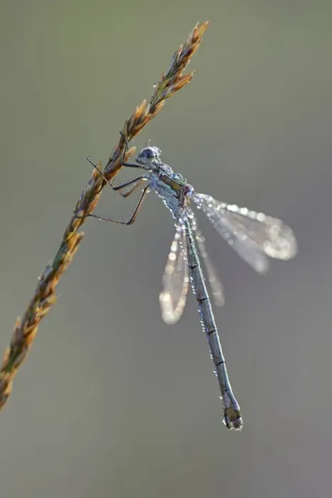 Framed Print : Common Emerald Damselfly -Lestes sponsa-, Emsland, Lower Saxony, Germany Framed Print : Common Emerald Damselfly -Lestes sponsa-, Emsland, Lower Saxony, Germany