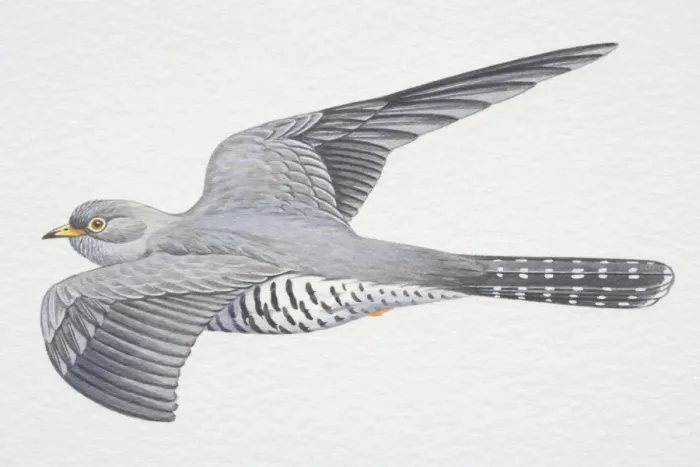 Framed Print : Common or Eurasian Cuckoo (Cuculus canorus), grey wings spread in flight Framed Print : Common or Eurasian Cuckoo (Cuculus canorus), grey wings spread in flight