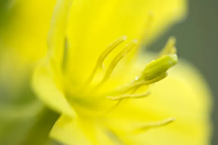 Framed Print : Common evening primrose -Oenothera biennis-, Burgenland, Austria Framed Print : Common evening primrose -Oenothera biennis-, Burgenland, Austria