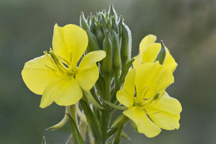 Framed Print : Common evening primrose -Oenothera biennis-, Burgenland, Austria Framed Print : Common evening primrose -Oenothera biennis-, Burgenland, Austria