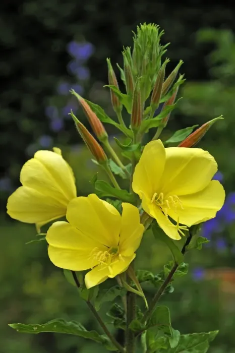 Framed Print : Common Evening Primrose -Oenothera biennis-, flowers and buds, Bavaria, Germany Framed Print : Common Evening Primrose -Oenothera biennis-, flowers and buds, Bavaria, Germany