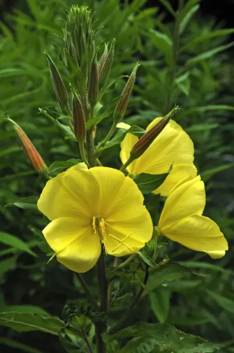 Framed Print : Common Evening Primrose -Oenothera biennis-, flowers and buds, Bavaria, Germany Framed Print : Common Evening Primrose -Oenothera biennis-, flowers and buds, Bavaria, Germany