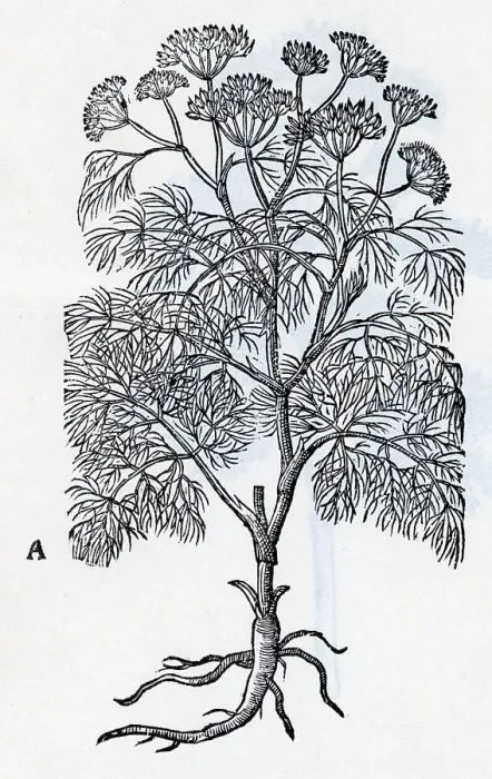 Framed Print : Common Fennel; Engraving Framed Print : Common Fennel; Engraving