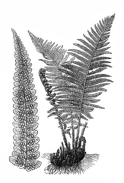Common fern (Dryopteris filix-mas)