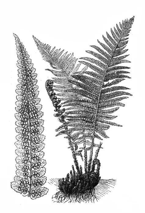 Framed Print : Common fern (Dryopteris filix-mas) Framed Print : Common fern (Dryopteris filix-mas)