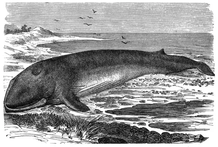 Framed Print : Common Fin-whale (Physalus antiquorum) Framed Print : Common Fin-whale (Physalus antiquorum)