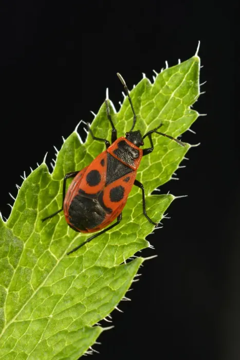 Framed Print : Common Firebug -Pyrrhocoris apterus-, macro shot, Baden-Wurttemberg, Germany Framed Print : Common Firebug -Pyrrhocoris apterus-, macro shot, Baden-Wurttemberg, Germany
