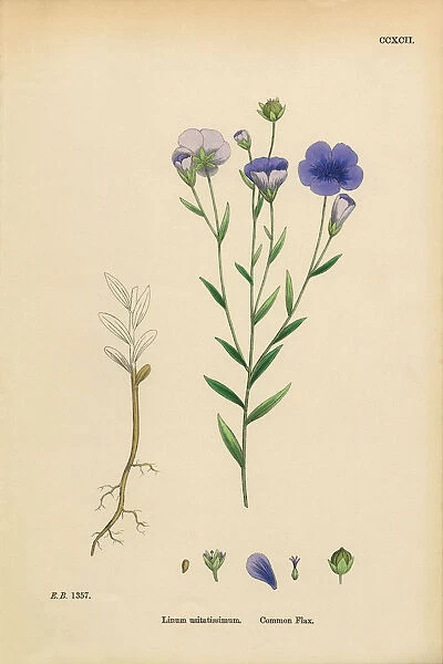 Common Flax, Linum Usitatissimum, Victorian Botanical Illustration, 1863