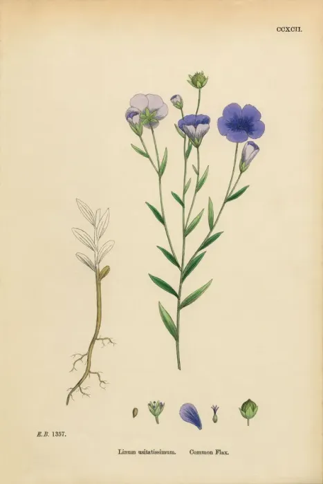 Framed Print : Common Flax, Linum Usitatissimum, Victorian Botanical Illustration, 1863 Framed Print : Common Flax, Linum Usitatissimum, Victorian Botanical Illustration, 1863