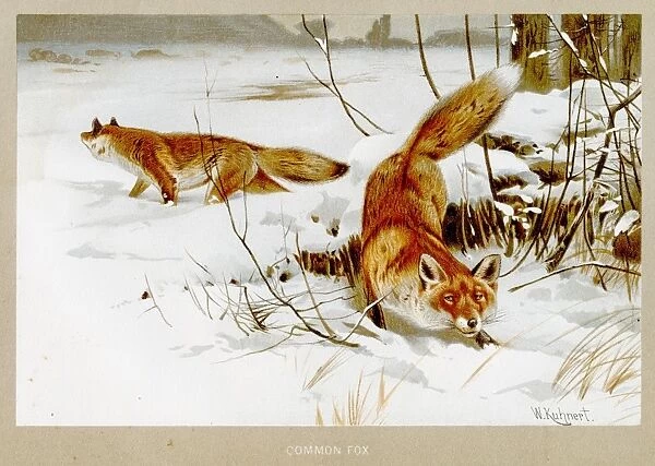 Common fox lithograph 1894