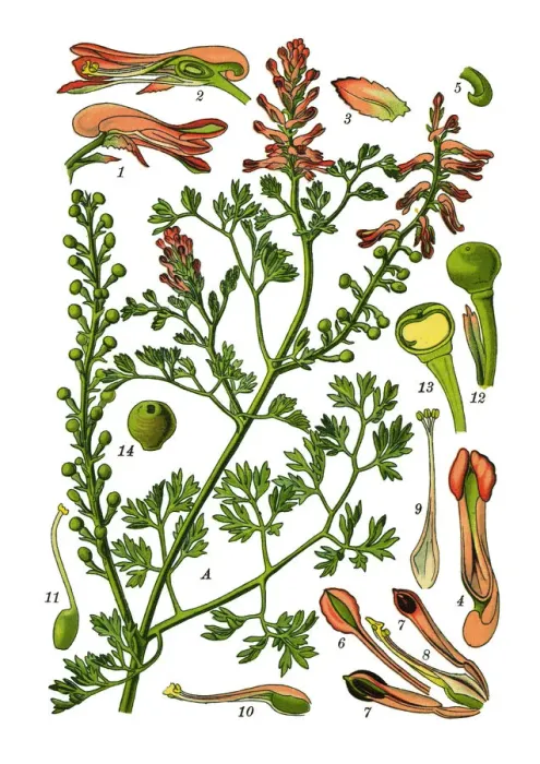Framed Print : common fumitory, drug fumitory, earth smoke Framed Print : common fumitory, drug fumitory, earth smoke