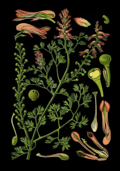 Framed Print : common fumitory, drug fumitory, earth smoke Framed Print : common fumitory, drug fumitory, earth smoke