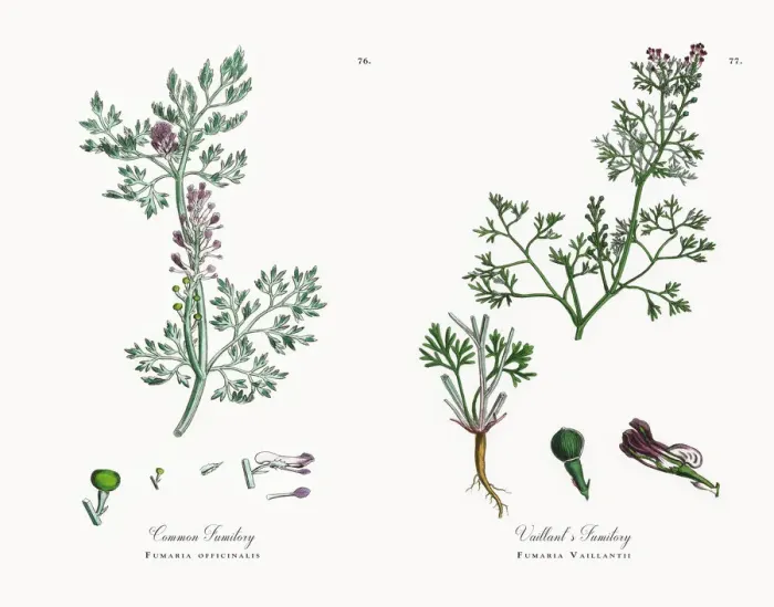 Framed Print : Common Fumitory, Fumaria officinalis, Victorian Botanical Illustration, 1863 Framed Print : Common Fumitory, Fumaria officinalis, Victorian Botanical Illustration, 1863