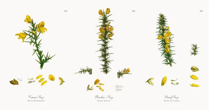 Framed Print : Common Furze, Ulex Europaeus, Victorian Botanical Illustration, 1863 Framed Print : Common Furze, Ulex Europaeus, Victorian Botanical Illustration, 1863