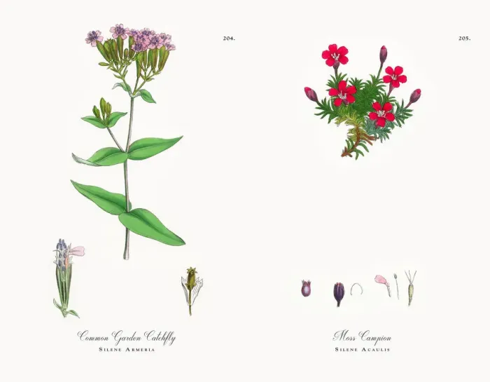 Framed Print : Common Garden Catchfly, Silene Armeria, Victorian Botanical Illustration, 1863