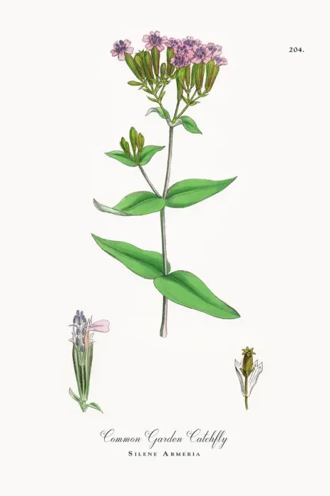 Framed Print : Common Garden Catchfly, Silene Armeria, Victorian Botanical Illustration, 1863 Framed Print : Common Garden Catchfly, Silene Armeria, Victorian Botanical Illustration, 1863