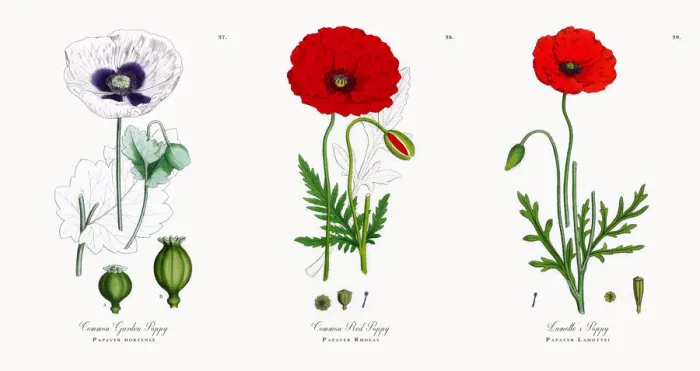 Framed Print : Common Garden Poppy, Papaver hortense, Victorian Botanical Illustration, 1863 Framed Print : Common Garden Poppy, Papaver hortense, Victorian Botanical Illustration, 1863