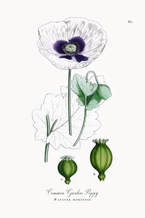 Framed Print : Common Garden Poppy, Papaver hortense, Victorian Botanical Illustration, 1863 Framed Print : Common Garden Poppy, Papaver hortense, Victorian Botanical Illustration, 1863