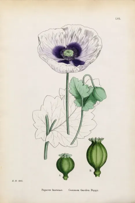 Framed Print : Common Garden Poppy, Papaver hortense, Victorian Botanical Illustration, 1863 Framed Print : Common Garden Poppy, Papaver hortense, Victorian Botanical Illustration, 1863