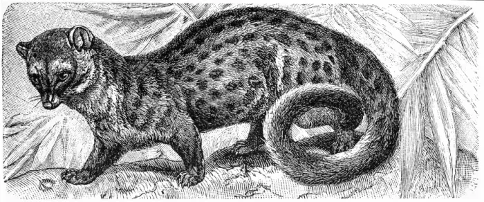 Framed Print : Common Genet (Genetta genetta) Framed Print : Common Genet (Genetta genetta)