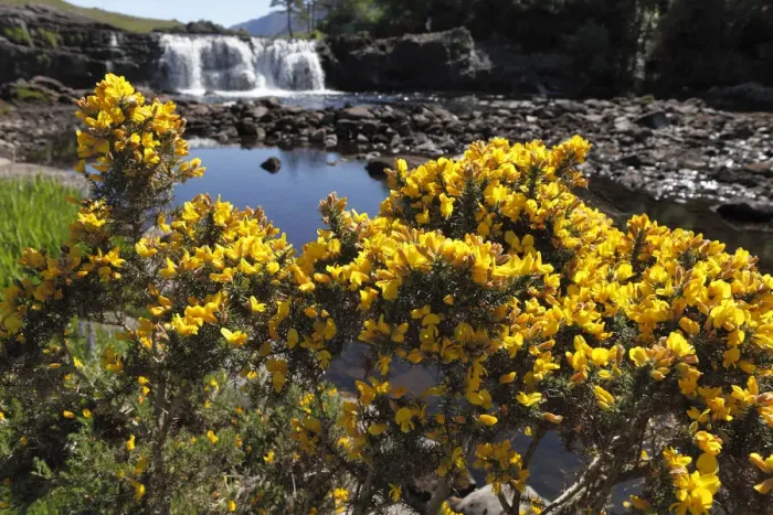 Framed Print : Common gorse (Ulex europaeus), Aasleagh Falls, Connemara, County Mayo, Republic of Ireland, Europe Framed Print : Common gorse (Ulex europaeus), Aasleagh Falls, Connemara, County Mayo, Republic of Ireland, Europe