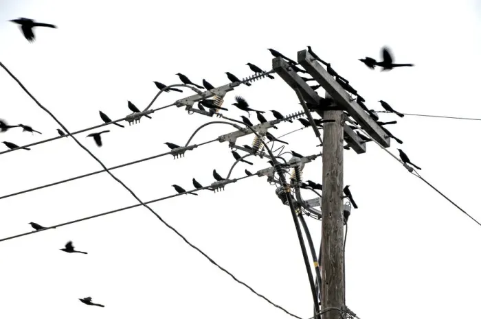 Framed Print : Common Grackles Phenomenon Blackbirds Birds Framed Print : Common Grackles Phenomenon Blackbirds Birds