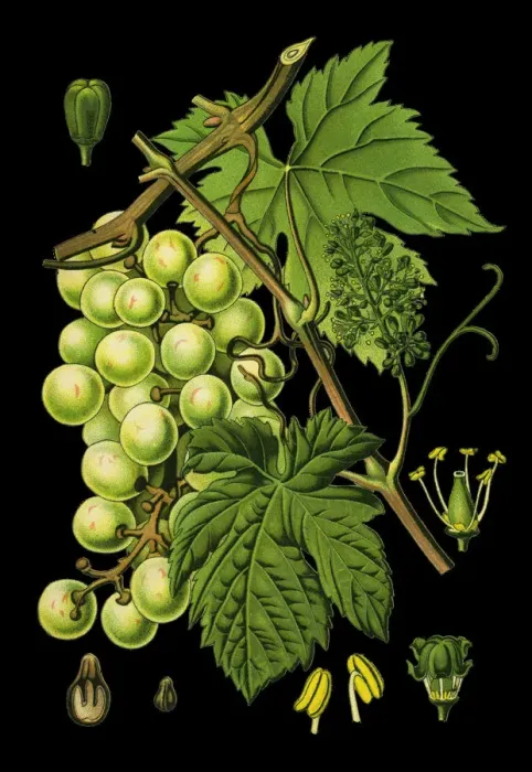 Framed Print : common grape vine Framed Print : common grape vine