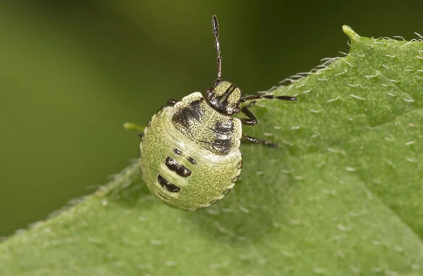 Common Green Shieldbug -Palomena prasina-, larva, Untergroningen, Abtsgmuend, Baden-Wurttemberg, Germany