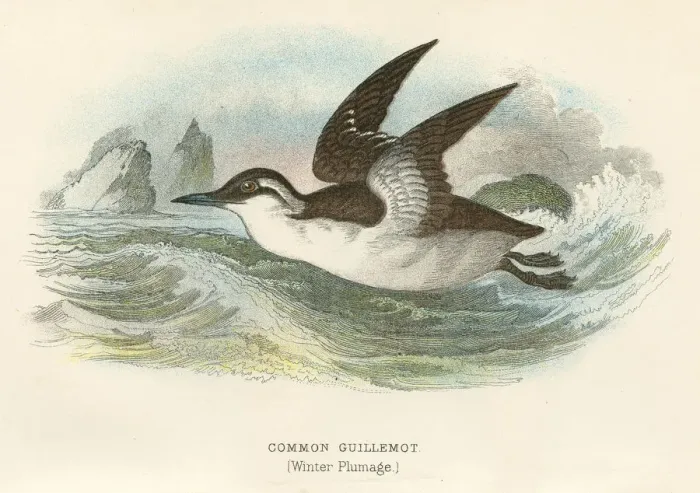 Framed Print : Common Guillemot birds from Great Britain 1897 Framed Print : Common Guillemot birds from Great Britain 1897