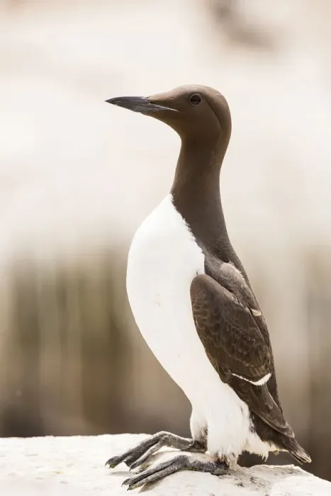 Framed Print : Common Guillemot -Uria aalge-, Farne Islands, Northumberland, England, United Kingdom Framed Print : Common Guillemot -Uria aalge-, Farne Islands, Northumberland, England, United Kingdom