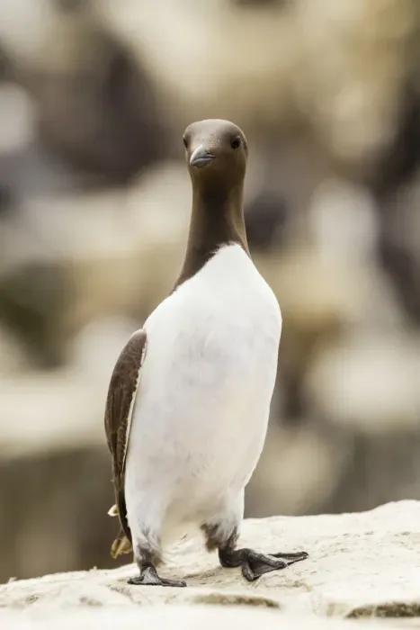 Framed Print : Common Guillemot -Uria aalge-, Farne Islands, Northumberland, England, United Kingdom Framed Print : Common Guillemot -Uria aalge-, Farne Islands, Northumberland, England, United Kingdom