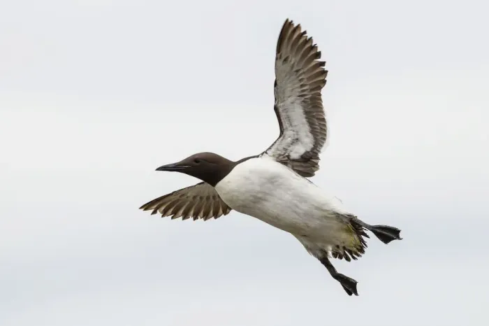 Framed Print : Common Guillemot -Uria aalge-, in flight, Farne Islands, Northumberland, England, United Kingdom