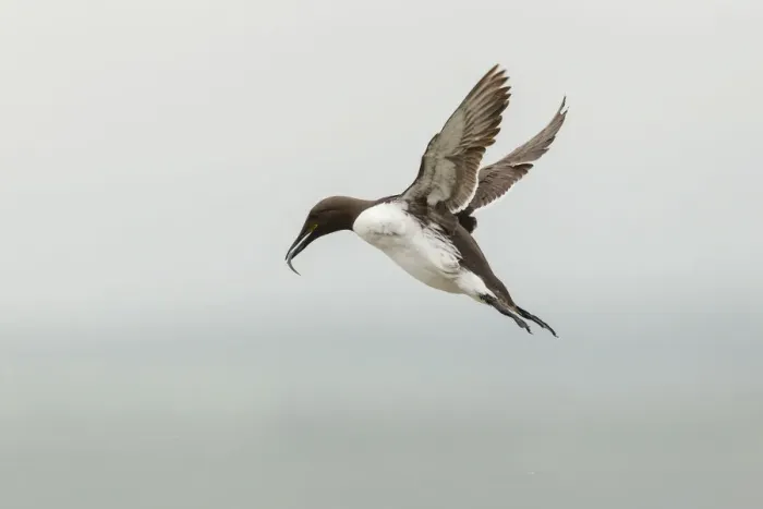 Framed Print : Common Guillemot -Uria aalge-, in flight, Farne Islands, Northumberland, England, United Kingdom Framed Print : Common Guillemot -Uria aalge-, in flight, Farne Islands, Northumberland, England, United Kingdom