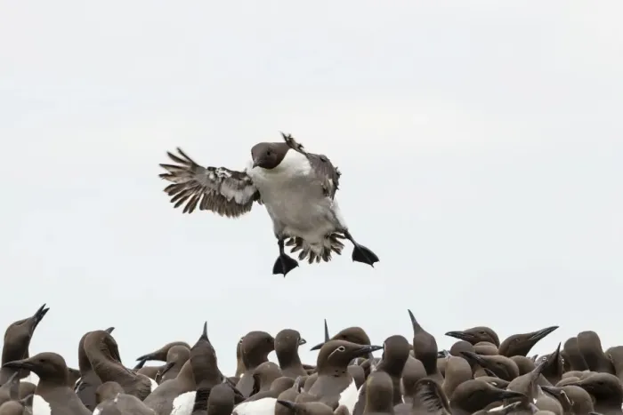 Framed Print : Common Guillemots -Uria aalge-, Farne Islands, Northumberland, England, United Kingdom Framed Print : Common Guillemots -Uria aalge-, Farne Islands, Northumberland, England, United Kingdom