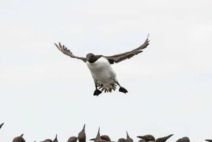 Framed Print : Common Guillemots -Uria aalge-, Farne Islands, Northumberland, England, United Kingdom Framed Print : Common Guillemots -Uria aalge-, Farne Islands, Northumberland, England, United Kingdom